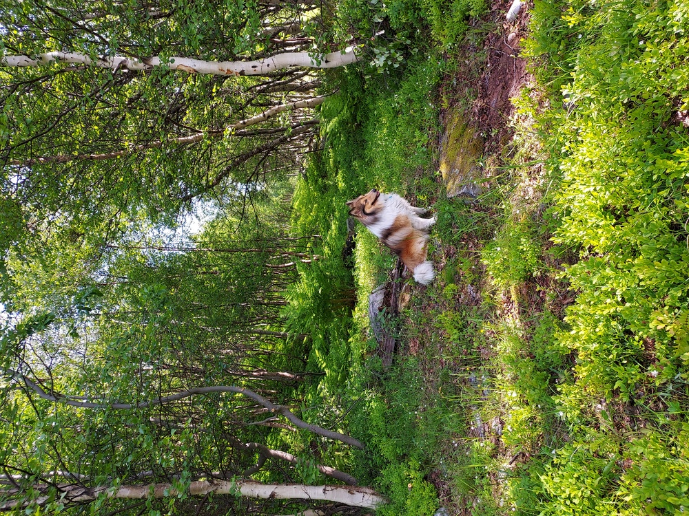 Ryddet sti rundt Gjemundby